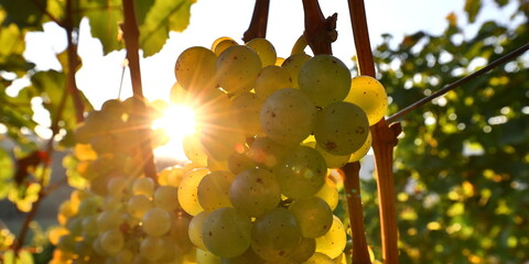 Weintraube Riesling