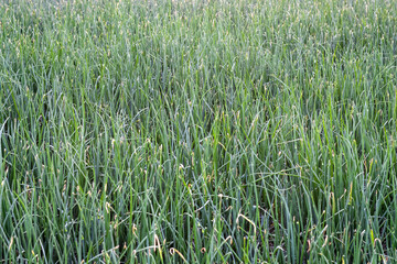 A field of green organic onion plant