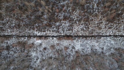 texture of the forest