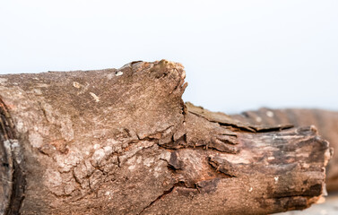 Abandoned old wood stump close up with selective focus under the foggy sky