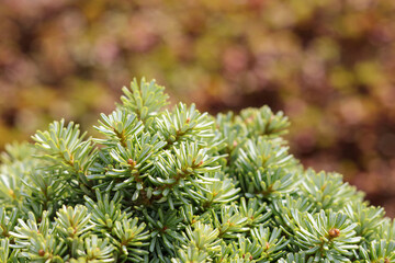 Fluffy fir tree brunch close up. The Dwarf Balsam Fir. Christmas wallpaper concept. Copy space. Green prickly branches of a fur-tree or pine. Fluffy fir tree branch close up. Background blur. Autumn 