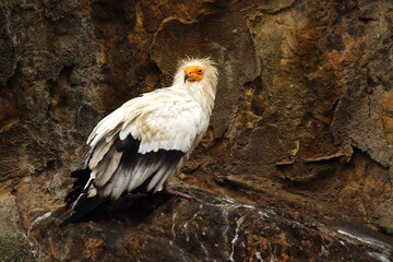 The Egyptian vulture (Neophron percnopterus) sitting on the old brown rocks.
