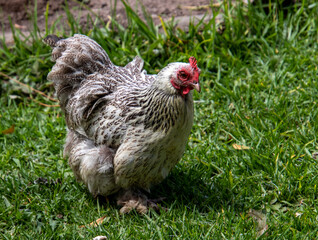 A grey and white hen forages for food in a farmyard