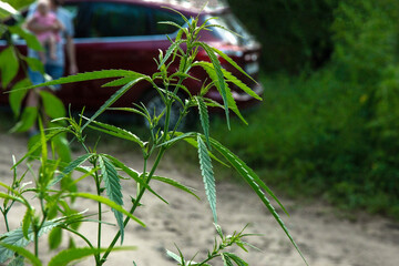 Wild cannabis bush with marihuana leaves. Car on background. © AnastazjaSoroka