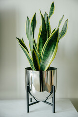 Decorative plant sansevieria trifasciata in a mirror pot on a white table in the interior,snake plant,striped leaves. Interior elements