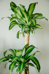 Ornamental plant dracaena fragrant close-up in the interior, leaves. The concept of decor