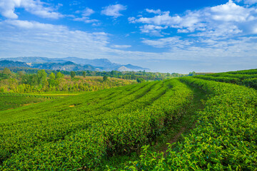 Fototapeta na wymiar Morning light in Choui Fong Green Tea Plantation one of the beautiful agricultural tourism spots in Mae Chan District, Chiang Rai,Thailand 