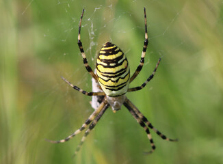 Wespenspinne - Wasp spider