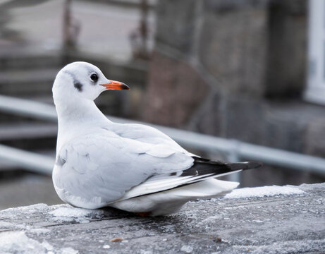a photograph of a seagull resting on a railing