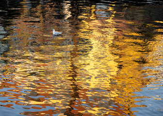 Photograph of a seagull with colourful reflections in the water