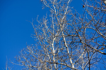 Bare Trees against a Blue Sky
