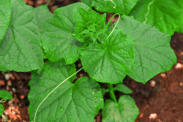 young shoots of cucumbers grow in the garden