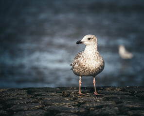 seagull on the pier