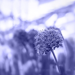 Toned with Very Peri Giant Onion Allium Giganteum blooming. Selective focus.