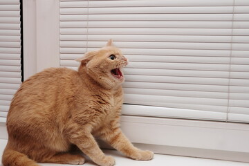 An angry red cat with an open mouth on the windowsill, baring her teeth. A dangerous pet.
