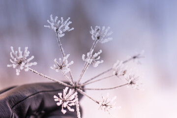 flowers in snow