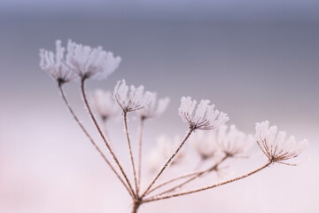 frost on the branches