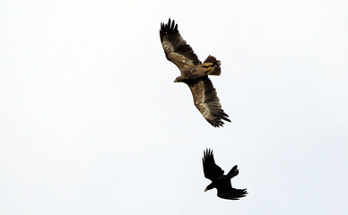Steppe eagle (Aquila nipalensis) and Raven (Corvus corax), Crete