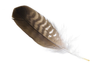 a hawk feather on a white isolated background