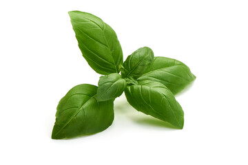 Fresh green basil leaves, isolated on white background.