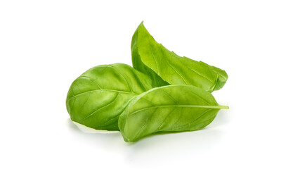 Basil isolated. Basil leaf on white. Close-up.