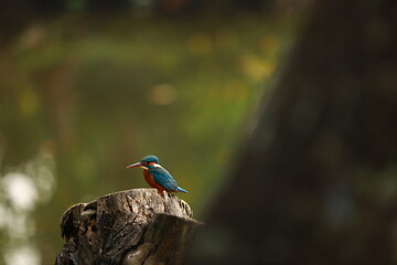 kingfisher on a branch