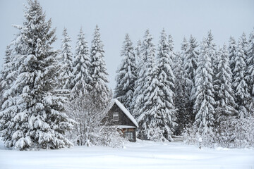 Winter nature of the Russian village. A house in the forest and Christmas trees covered with snow.