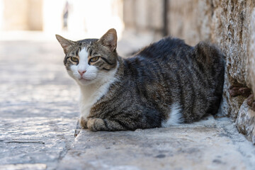 Cute cat sitting on a sidewalk in the Old Town of Kotor, Montenegro, Europe