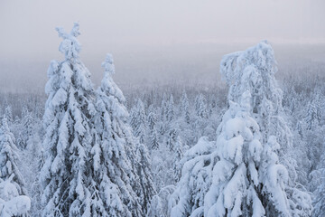 Natural background of winter cold nature. The trees in the mountains are covered with snow.