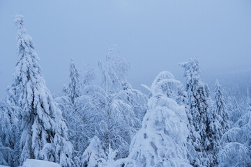 Fototapeta na wymiar Natural background of winter cold nature. The trees in the mountains are covered with snow.