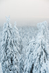 Natural background of winter cold nature. The trees in the mountains are covered with snow.