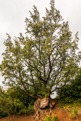 Bizarre tree with naked roots on Nu'uanu Pali Lookout, Oahu, Hawaii