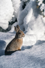 Bunny in the snow