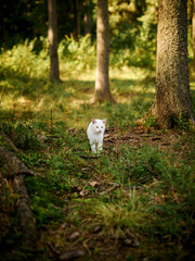 walking in the woods