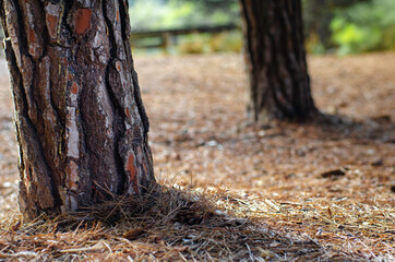 stock photo of an old chopped tree with shallow depth of field. with brown and red bark. land full of leaves and dry branches