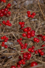 Red Winter Berry