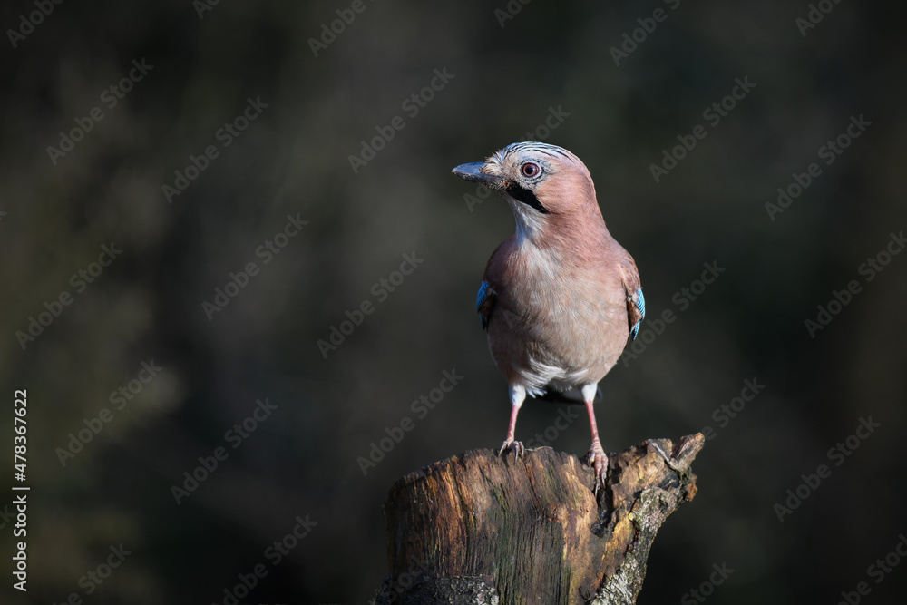 Poster a close up portrait of a eurasian jay, garrulus glandarius, as it is perched on a tree stump with a 