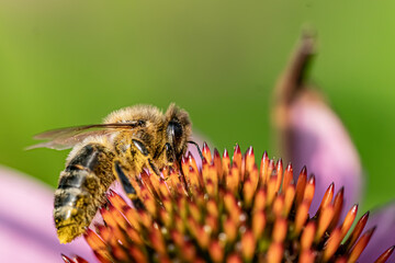 Biene auf Blume