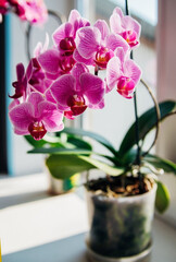 Naklejka na ściany i meble Pink flower and leaves of the phalaenopsis orchid in a flower pot on the windowsill in the house. Care of a houseplant.