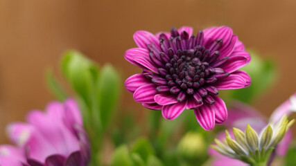 Obraz premium Beautiful bloom flowers of Osteospermum. Flower African Chamomile close-up. First Spring flowers. Floral background. Osteospermum ecklonis. Daisies are colorful .Pink daisies