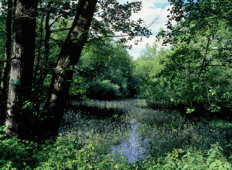 Biebrza National Park, region of Red Marsh, Poland