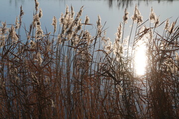 Fototapeta na wymiar Schilf im Winter am Hadelner Kanal (reed in winter)