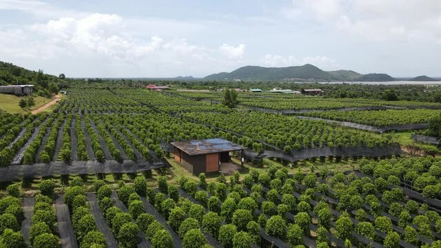 Aerial view of Kampot pepper plantation, Phnom Voar mountain, Cambodia.