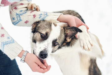 The dog walks in the winter in nature with its owner. They train and play. 