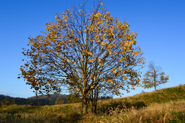 Fototapeta premium Autumn foliage, lonely maple tree loosing leaves
