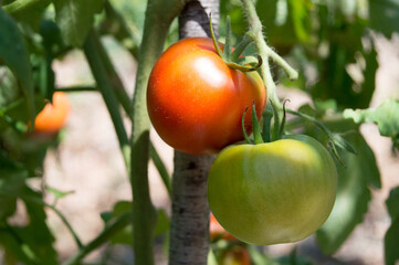 Ripe and unripe tomato growing on the vine, from the home garden in Dalmatia, Croatia