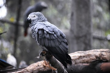 Grey Parrot