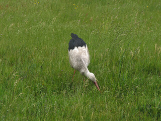 A stork in the village of Grzedy, Biebrza National Park, Red Marsh region, Poland
