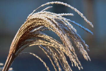 Raureif auf braunen Gr&auml;sern