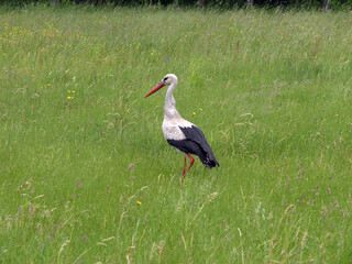 A stork in the village of Grzedy, Biebrza National Park, Red Marsh region, Poland